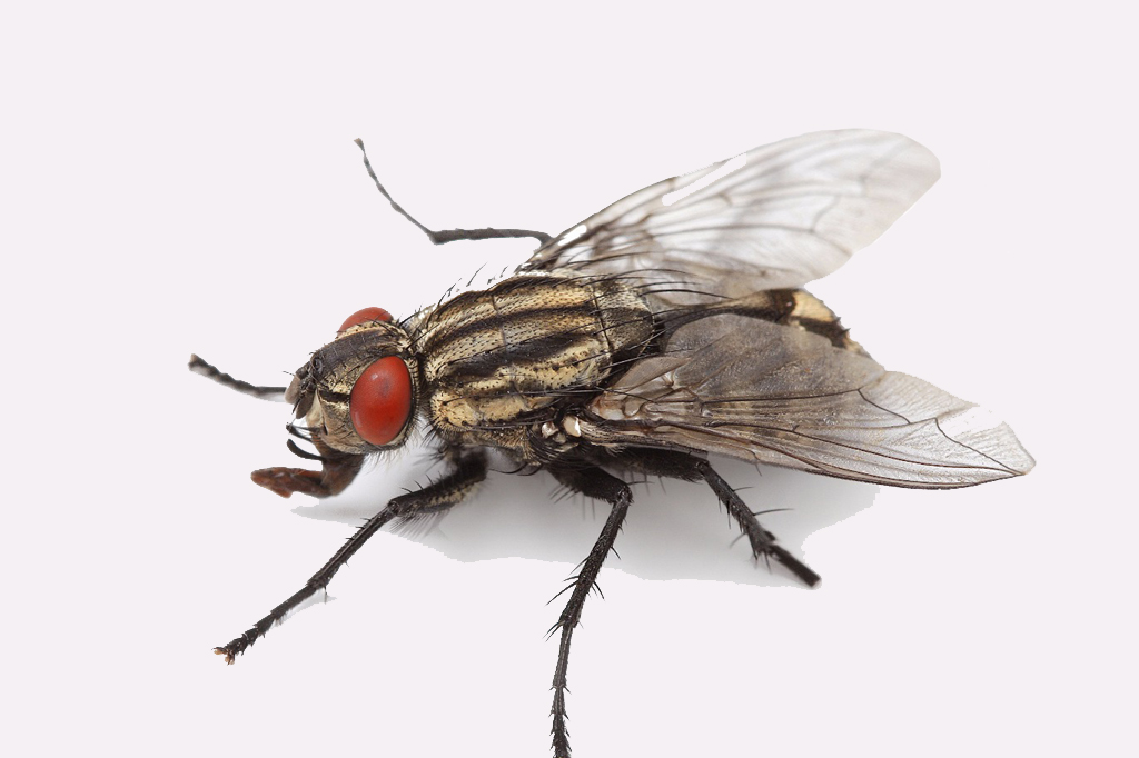Fly Control Services in Mumbai, India