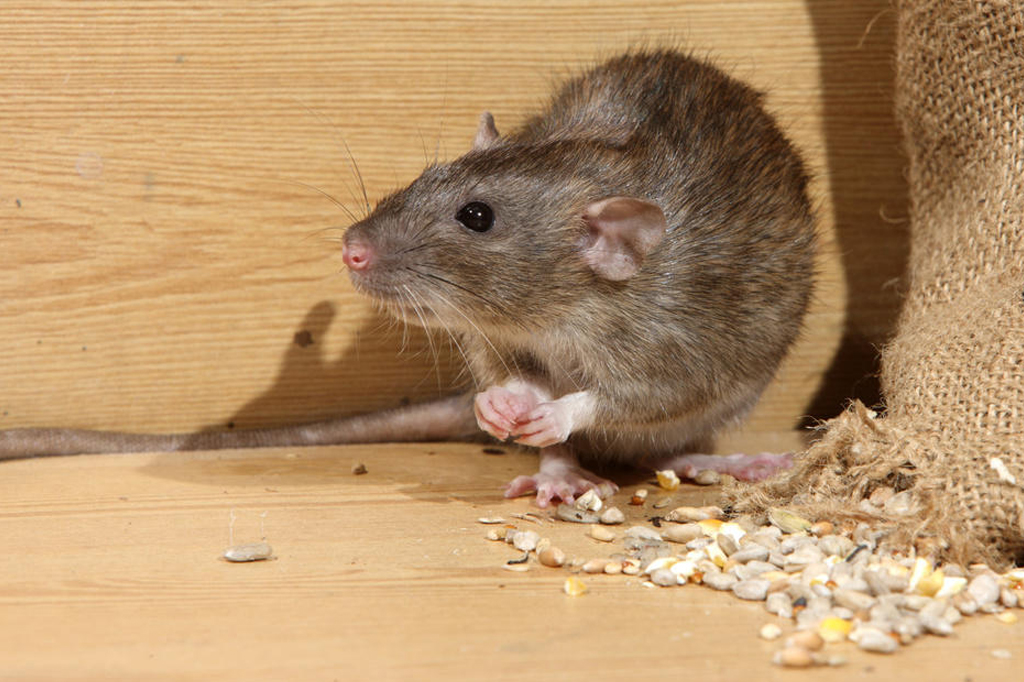 Rodent Control Services in Mumbai