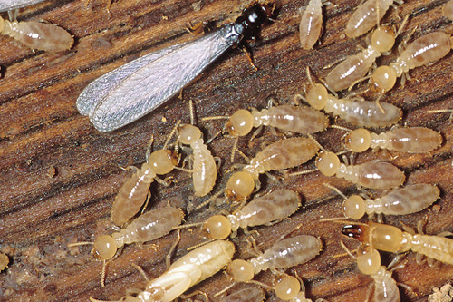 Post Termite Pest Control